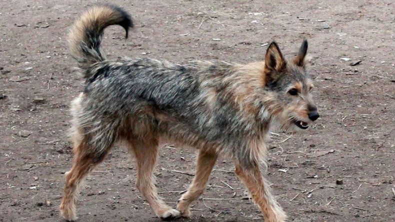 La sangrienta campaña para un Mundial sin perros callejeros