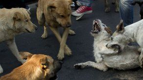 Chile esterilizará a 650.000 perros y gatos