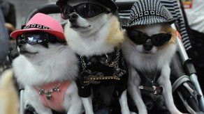 Primer Fashion Petshow en la Cinta Costera