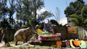 Elefanta guatemalteca Trompita celebra su 57 cumpleaños con barrito de júbilo