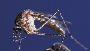 El mosquito común también puede transmitir zika