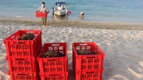 Cerca de 40 tortugas de San Cristóbal regresan a su hábitat en Galápagos