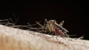 Río lucha contra un brote de dengue a seis meses de Juegos Olímpicos