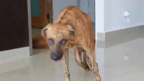 PN implementa campaña contra el maltrato animal PN implementa campaña contra el maltrato animal