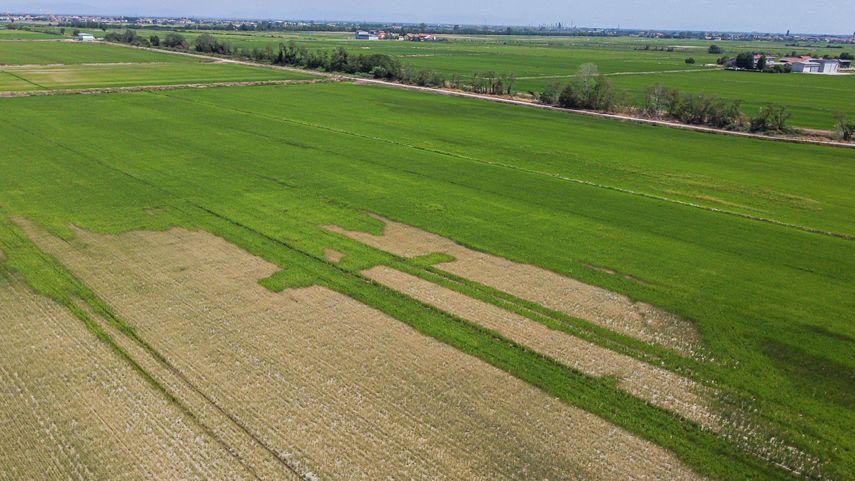 Italia cuenta con 220.000 hectáreas de arrozales