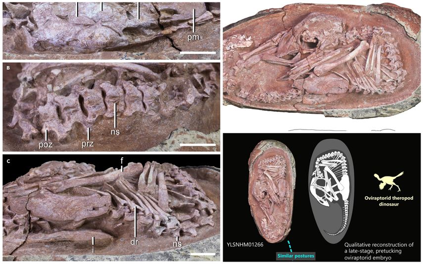 Los investigadores creen que la criatura es de hace 66 a 72 millones de años.