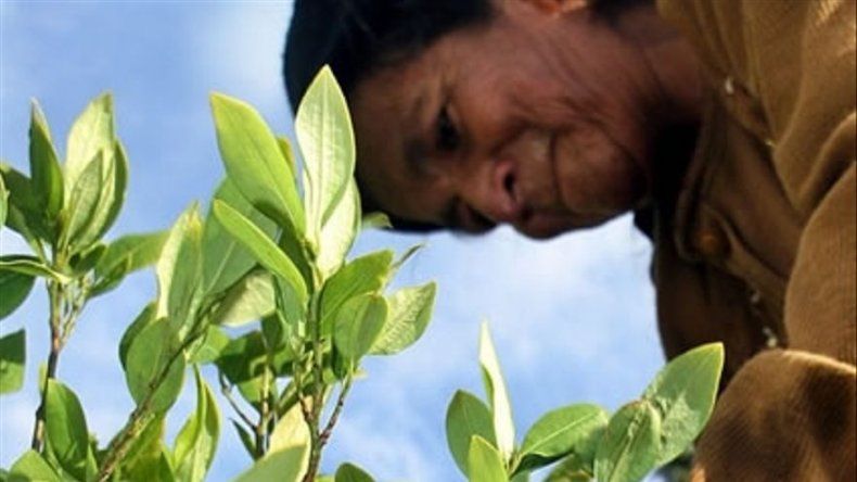 Bolivia: Morales llevará coca a Viena para defender su consumo