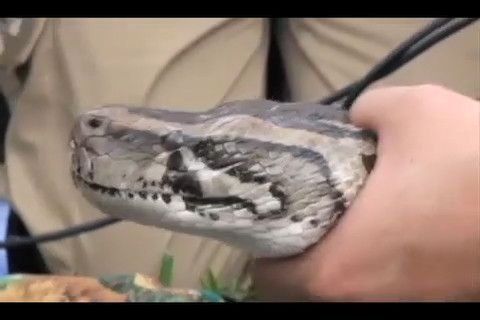 Concurso de caza de pitones en Florida