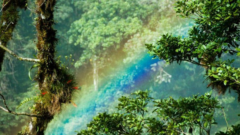 Países con bosques tropicales piden reconocimiento en acuerdo climático