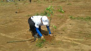III Día Nacional de Reforestación logró recuperar 194 hectáreas