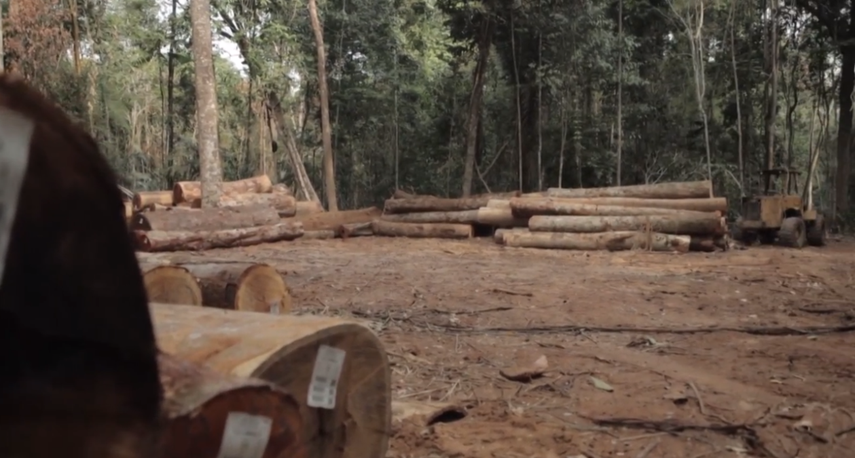 La tala en la mayor selva tropical del planeta totalizó 13