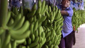 MIDA crea comisión para investigar contrabando de plátano en Bocas del Toro