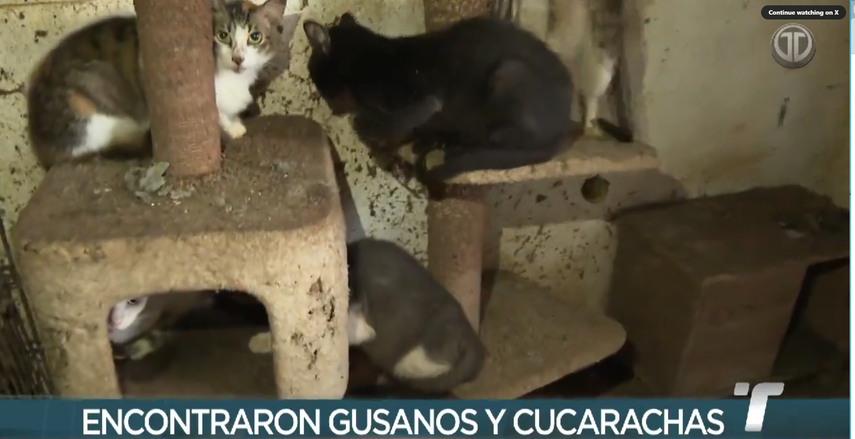 ¡Desalmados! Abandonan a más 150 gatos en una residencia en Chilibre.