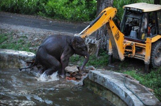 Animales Curiosos en el 2011