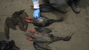 El derrame petrolero se produjo el 15 de enero frente a una refinería de Repsol mientras se descargaba crudo desde el buque italiano Mare Doricum.