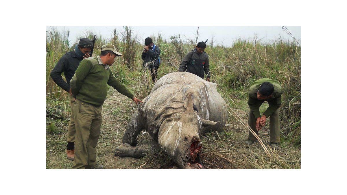 Cazadores furtivos mataron a 1.215 rinocerontes en Sudáfrica en 2014
