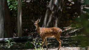 Cierran zoológico en Argentina para investigar muertes de animales