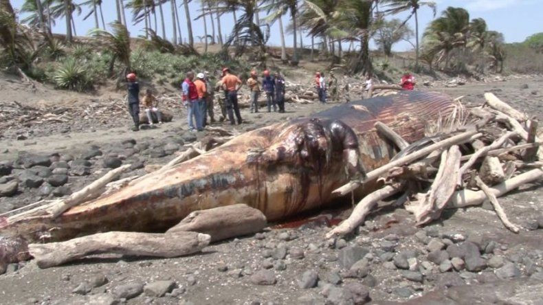 Encuentran ballena muerta en playa El Estero de Las Tablas