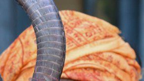 Cobra venenosa anda suelta en un pueblo holandés