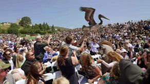 Sube número de pelícanos enfermos en costas de California