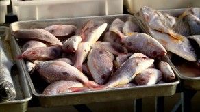 Iota y Eta impactan a comerciantes en el Mercado de Mariscos