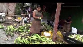 Video: productores de plátano piden apoyo del Gobierno