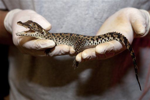 Zoológico de EEUU logra inusual nacimiento de cocodrilos cubanos