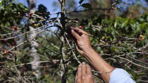 Centroamérica afectada por enfermedad del café