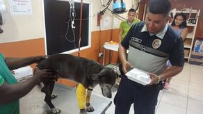 Perro héroe Perro héroe