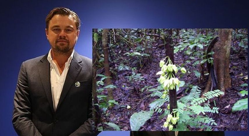 El árbol fue nombrado ﻿Uvariopsis Dicaprio en homenaje a Leonardo DiCaprio.