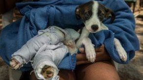 Hombre prende fuego al perro de su exnovia tras discusión