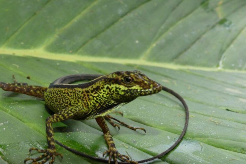 Lagartija