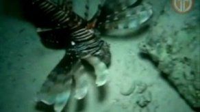 Peligroso pez león prolifera en costa atlántica de Colón