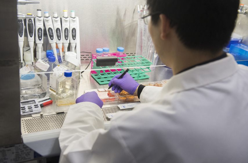 Hormigas para husmear los cánceres