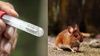 MINSA aclara variante de hantavirus detectada en crucero en Cabo Verde. MINSA aclara variante de hantavirus detectada en crucero en Cabo Verde.