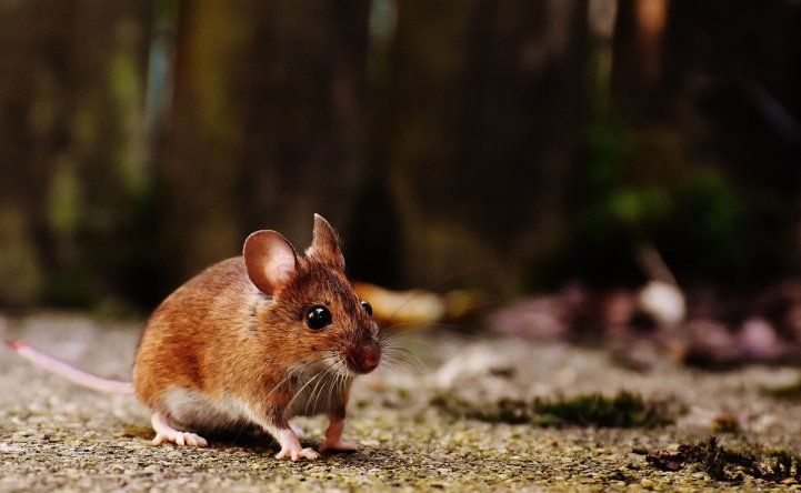 El Minsa mantiene vigilancia por casos de hantavirus.