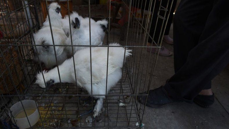 Canadá revela el primer caso humano de gripe aviar H7N9 en Norteamérica