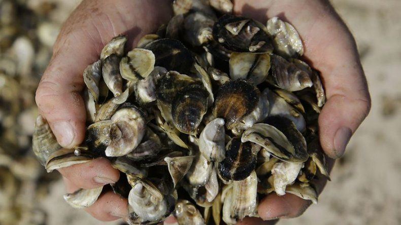 Estudio vincula calentamiento global con más infecciones