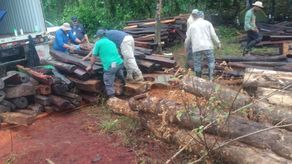 La especie cocobolo está protegida en la ley.