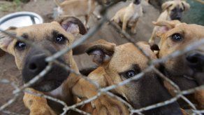 Zimbabuenses recurren a cría de perros como sustento