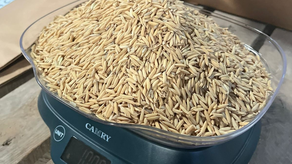 Arroz del MIDA Arroz del MIDA