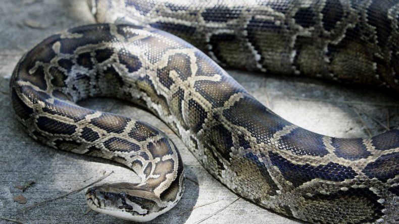 Hallan en Malasia una pitón gigante de 250 kilos y 7,5 metros de largo