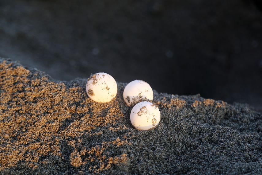 ¡Te sorprenderá! El animal que no necesita de un macho para poner huevos