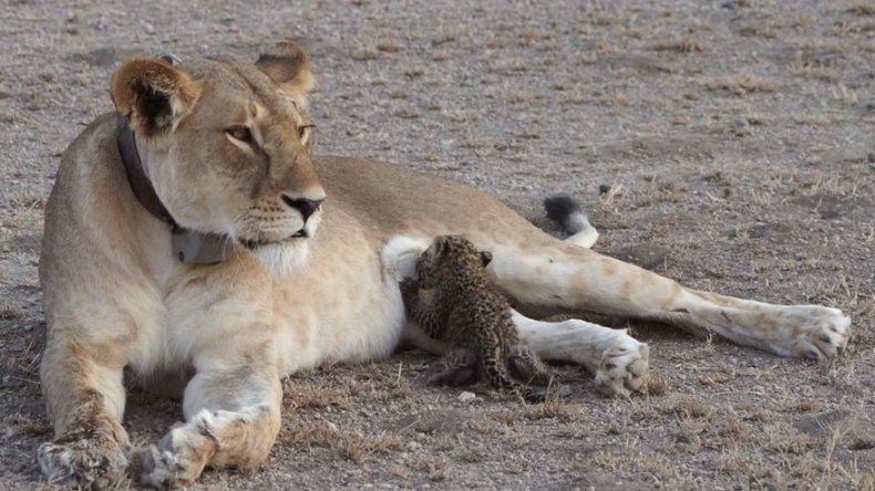 Leona alimenta a leopardito, algo poco visto entre especies