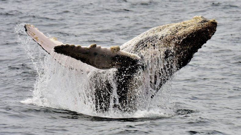 El Pacífico ecuatoriano, un paraíso para las ballenas jorobadas