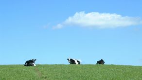 Policía Nacional recupera 20 reses hurtadas, valoradas en más de 15 mil dólares en Panamá.