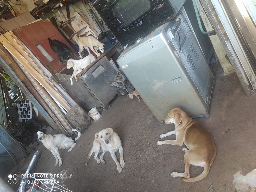 Perros rescatados en San Miguelito.