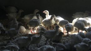 El brote del 2015 llevó a los productores a sacrificar 33 millones de gallinas en Iowa.