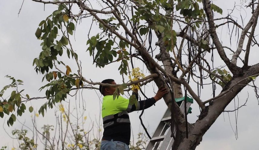 Alcaldía de Panamá inicia el programa de arborización con la captación de semillas