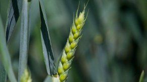 FAO concluye programa especial de seguridad alimentaria en Guatemala